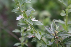 Teucrium cubense