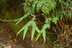 Sticherus owhyhensis