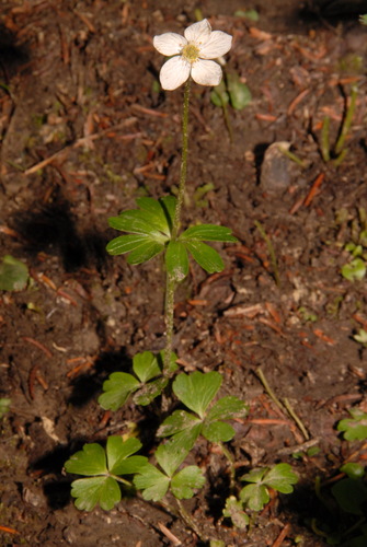 Small-flower Anemone