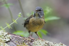 Phrygilus patagonicus