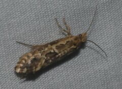 Moerarchis inconcisella