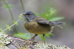Phrygilus patagonicus