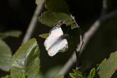 Heliopetes laviana