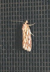 Meyrickella torquesauria