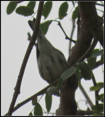 Setophaga nigrescens × townsendi