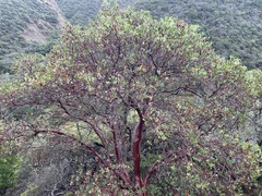 Arctostaphylos insularis