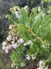 Arctostaphylos insularis