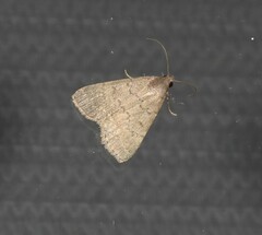 Nodaria aneliopis
