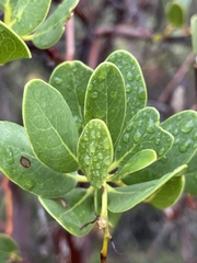 Arctostaphylos insularis