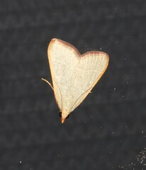 Hypsopygia albidalis