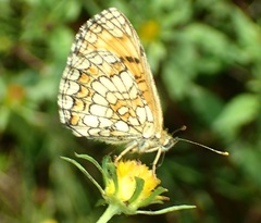 Melitaea celadussa