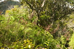 Melinis minutiflora