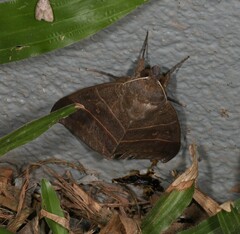 Ophiusa hituense