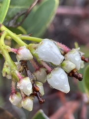 Arctostaphylos insularis