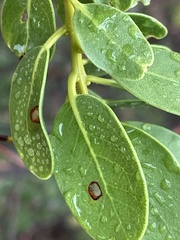 Arctostaphylos insularis