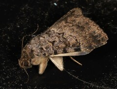 Polydesma boarmoides