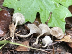 Spodocybe trulliformis
