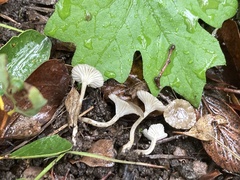 Spodocybe trulliformis