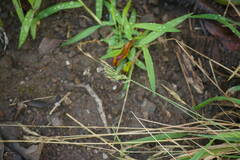 Anthoxanthum odoratum