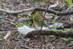 Spinus barbatus