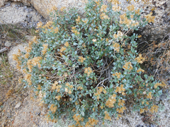 Ericameria cuneata spathulata