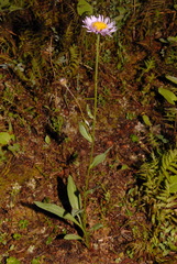 Erigeron glacialis glacialis