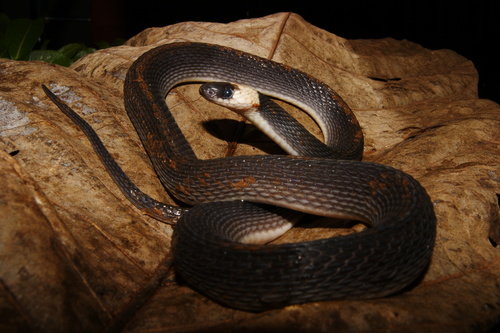 Guiana Coffee Snake, Ninia hudsoni