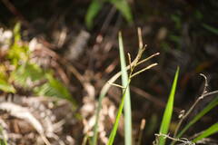 Paspalum scrobiculatum