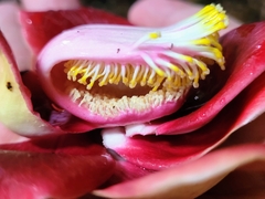Couroupita guianensis