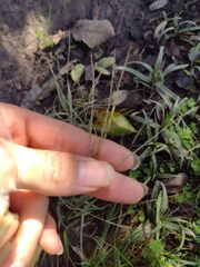 Digitaria violascens