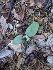 Verbascum thapsus