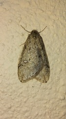 Paleacrita merriccata