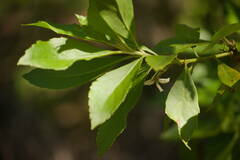 Scaevola chamissoniana