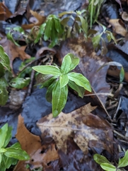 Saponaria officinalis