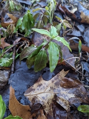 Saponaria officinalis