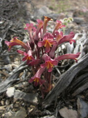 Aphyllon fasciculatum