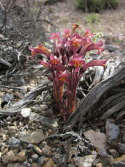 Aphyllon fasciculatum