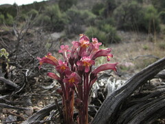 Aphyllon fasciculatum
