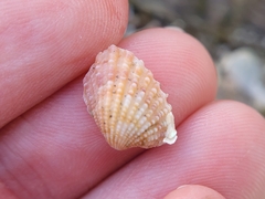 Cardites floridanus