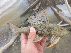 Hypostomus