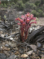 Aphyllon fasciculatum