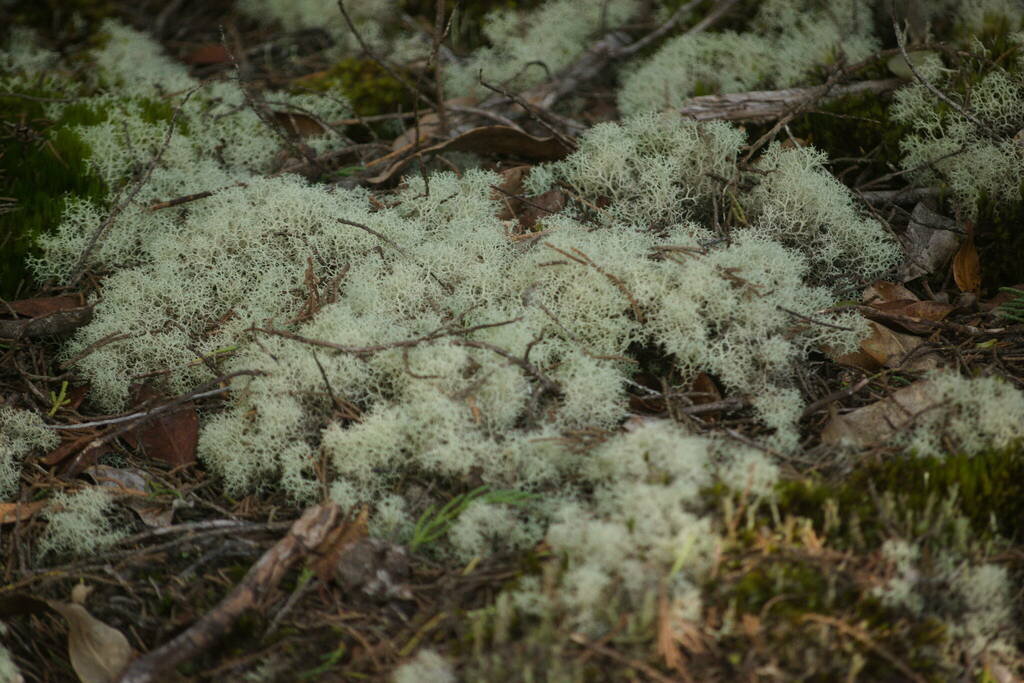 Cladonia skottsbergii