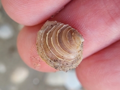Chione elevata