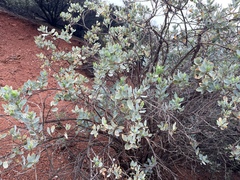 Dendromecon harfordii