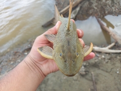 Hypostomus
