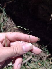 Microlaena stipoides