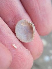 Chione elevata