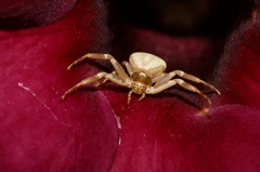 Misumenoides