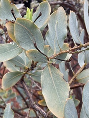 Dendromecon harfordii