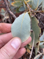 Dendromecon harfordii